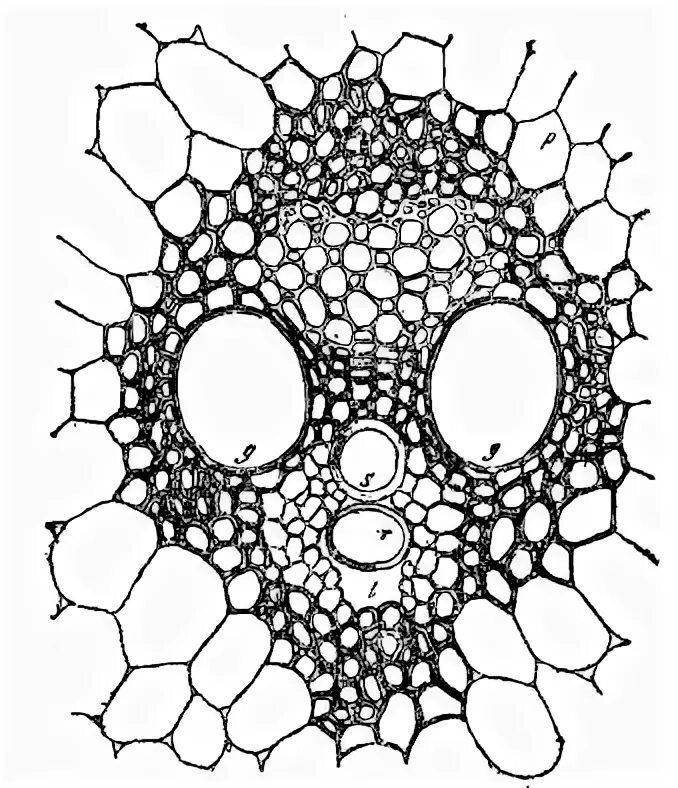 Строение проводящих пучков. Проводящие пучки. Проводящий пучок корня. Сосудисто волокнистые пучки стебля кукурузы. Типы проводящий пусков.