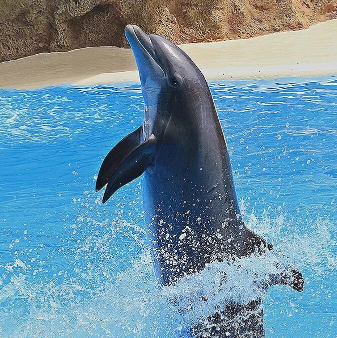 Дельфины спят с одним открытым глазом. Звук дельфина слушать. Звуки дельфинов. Шум дельфинов моря для сна. Звуки дельфинов слушать.