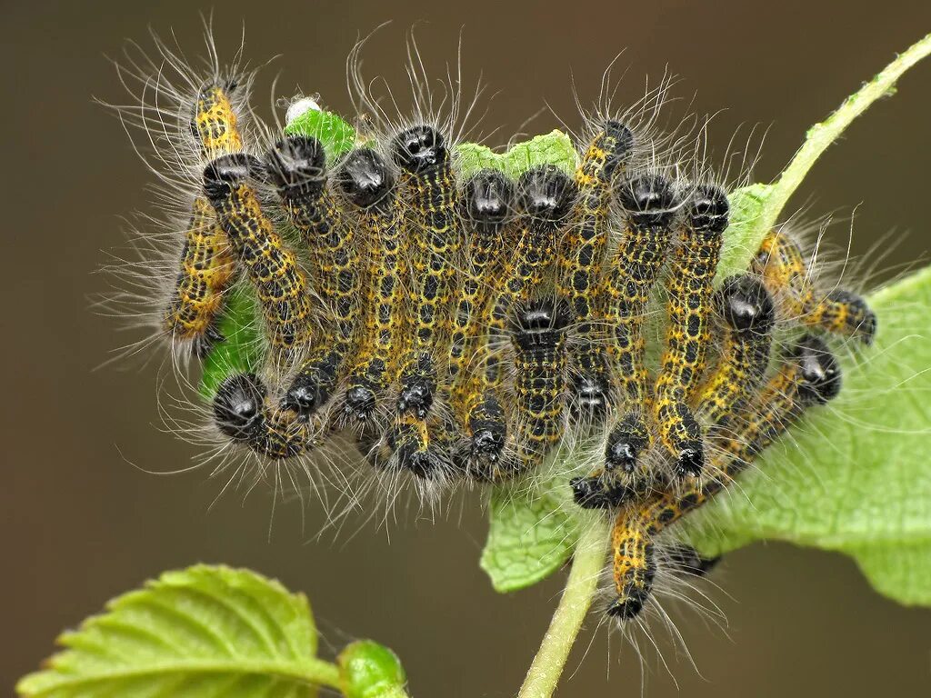 Гусеница ест насекомых. Phalera bucephala гусеница. лунка серебристая гусеница. phalera bucephala лунка серебристая. хохлатка буцефал.