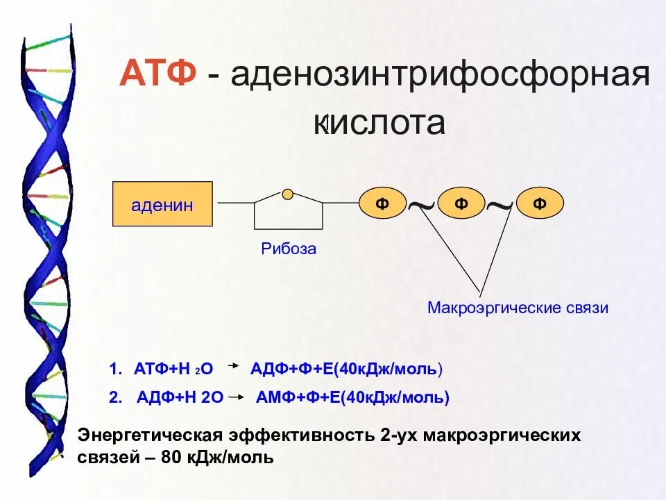 Нуклеиновые кислоты рнк функции. Схема строения АТФ макроэргические связи. АТФ АДФ функции. Строение мономера АТФ. Строение нуклеиновых кислот АТФ.