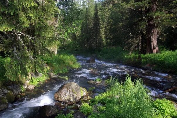 Хилья Сула Тавасшерна «ручей». Горный ручей Вологодская область. Хвойная Тайга ручей. Горы. Тайга горный ручей кедрач.