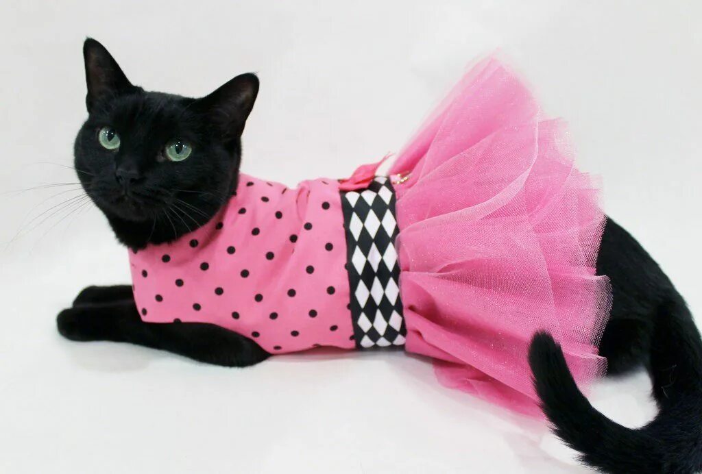 Одежда для кошек. Кот в одежде. Кошка в платье. Одежда для кошечек. Черно розовую кошку
