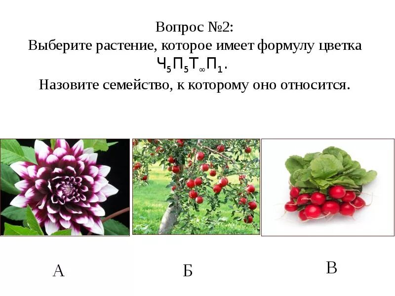 Формула цветка о 2 2т3п1. Формула цветка по биологии 6 класс. Формулы растений по биологии. Формула цветка покрытосеменных растений. Задания по семействам цветковых растений.