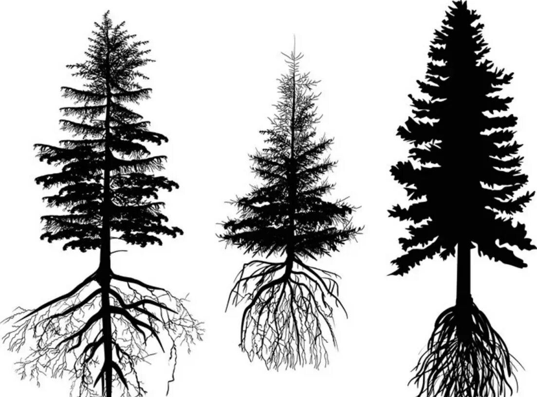 Секвойя дерево корневая система. Корневая система елки и сосны. Ель корневая система. Корневая система пихты сибирской. Ель обыкновенная корневая система.