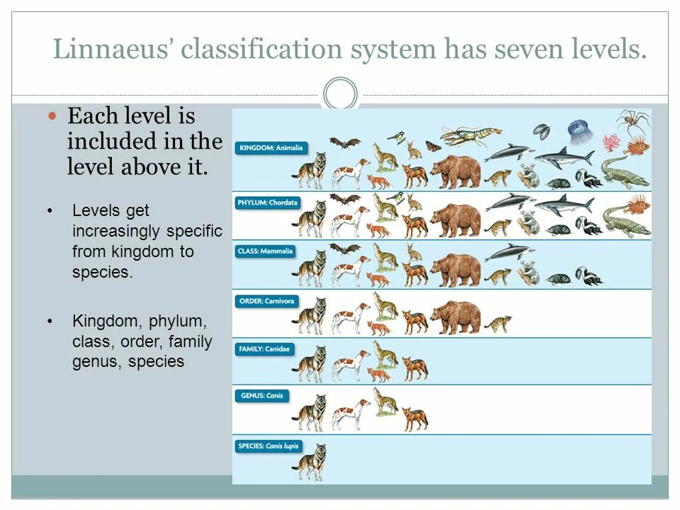 Linnaeus classification. Linnean System of classification. Linnaean classification. The Linnaeus System for classification.