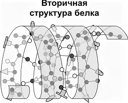 Как формируется структура белка. Вторичная структура белка изображение. вторичная структура белка спираль. вторичная структура альфа спираль. вторичная структура белка рисунок.