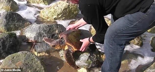 Акула спасла черепаху. Морские черепахи в мусоре. Черепаха застряла в мусоре. Парень с черепахой.