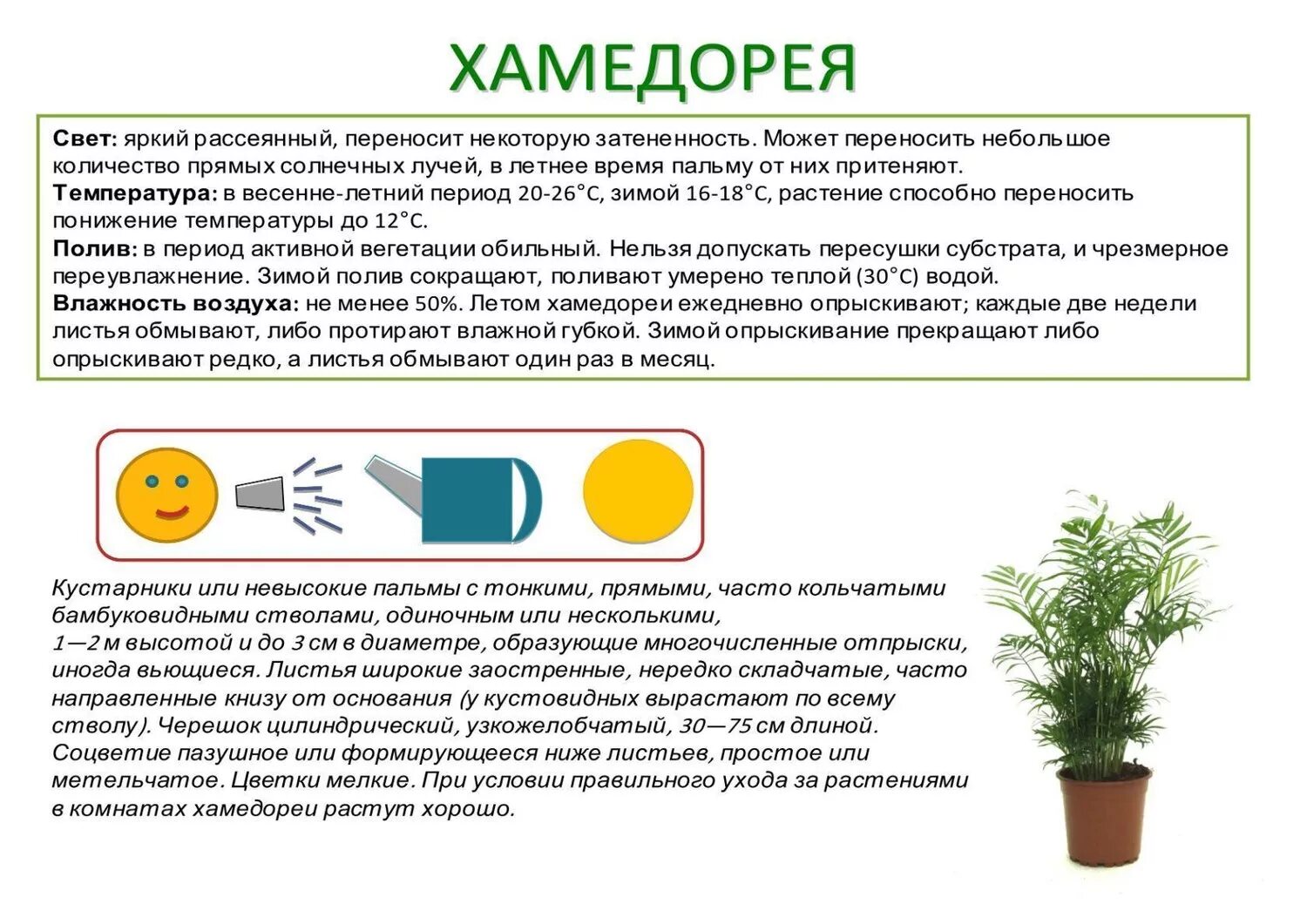 Влияние солнечного излучения. Комнатные растения. Растения прямые солнечные лучи. Комнатные растения в детском саду. Прямая радиация солнца.