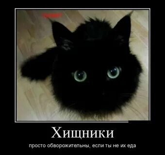 Черный прости