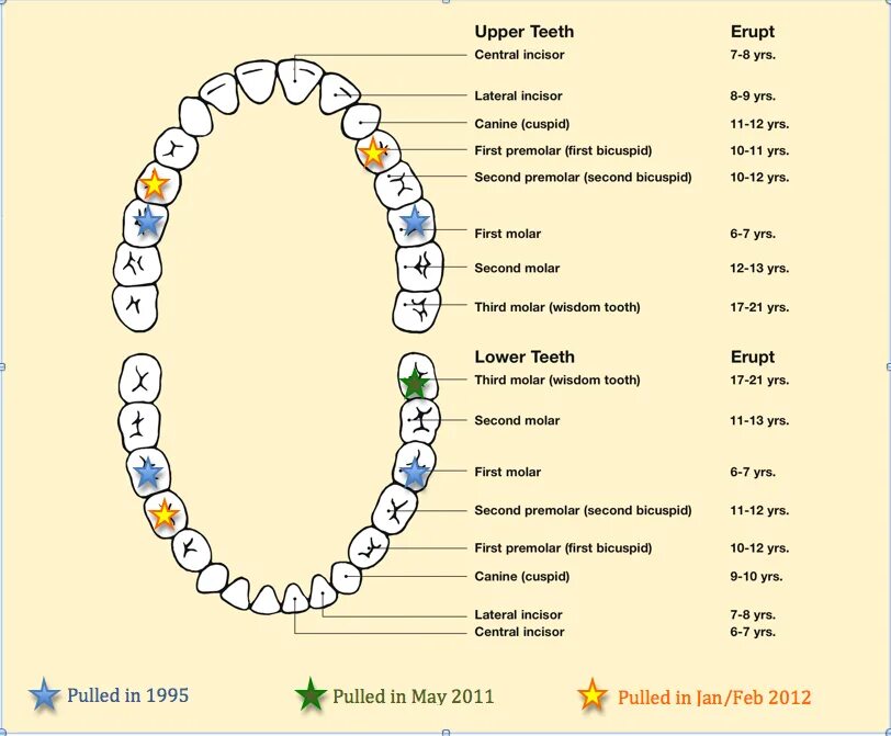 Схема прорезывания постоянных зубов у детей. Схема молочных зубов у детей с номером. Прорезывание зубов коренных зубов у детей. Коренные зубы у детей схема прорезывания.