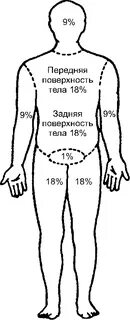 Площадь поверхности задней поверхности туловища