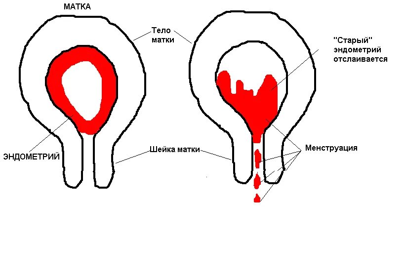 Как у женщины идут месячные. Как идут месячные схема.