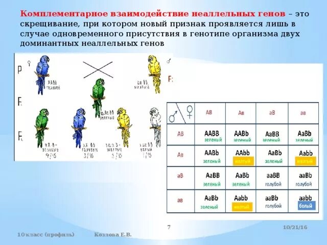 Комплементарное взаимодействие схема расщепления. Комплементарное взаимодействие неаллельных. Комплементарное взаимодействие генов расщепление 9 6 1. Комплементарное взаимодействие неаллельных генов.