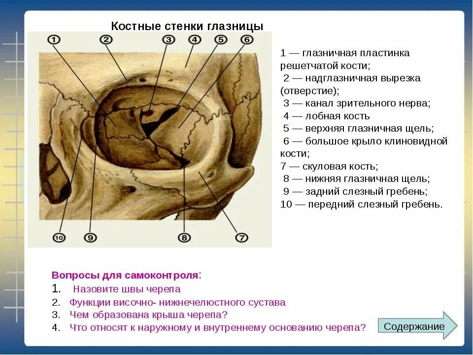 Левой глазницы. Орбита глазница анатомия. Латеральная стенка глазницы анатомия. Медиальная стенка глазницы анатомия. Зрительный канал и верхняя глазничная щель.