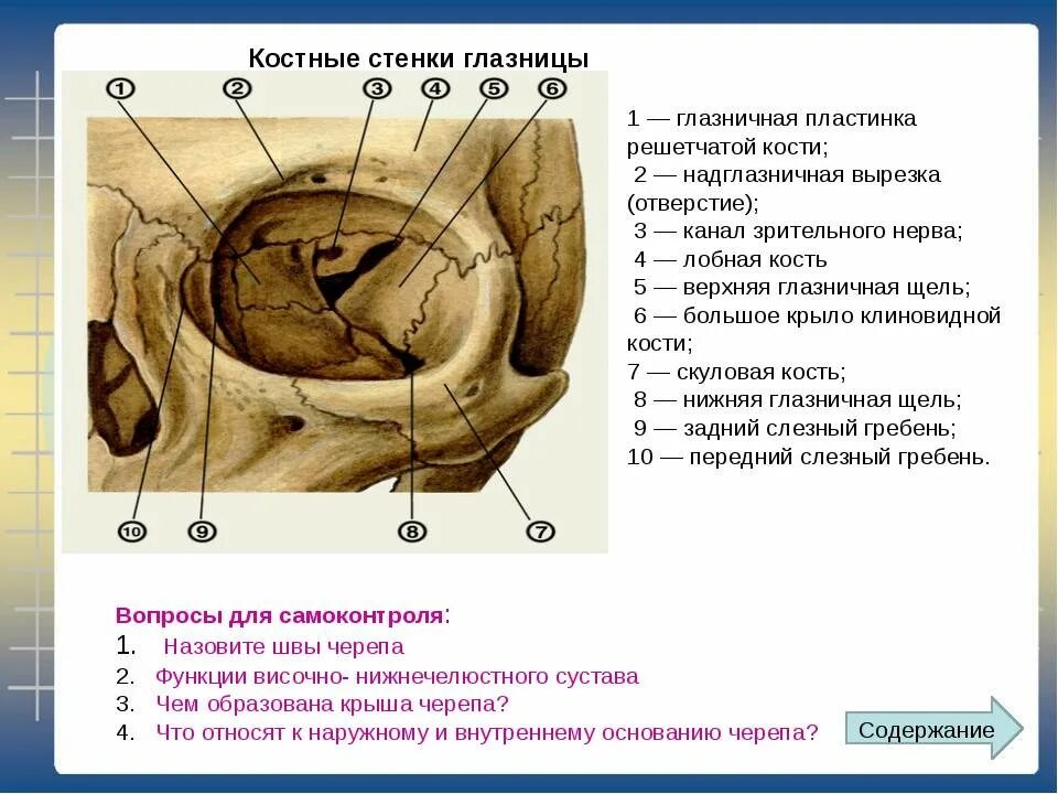 Части глазницы. Орбита глазница анатомия. Латеральная стенка глазницы анатомия. Медиальная стенка глазницы анатомия. Зрительный канал и верхняя глазничная щель.