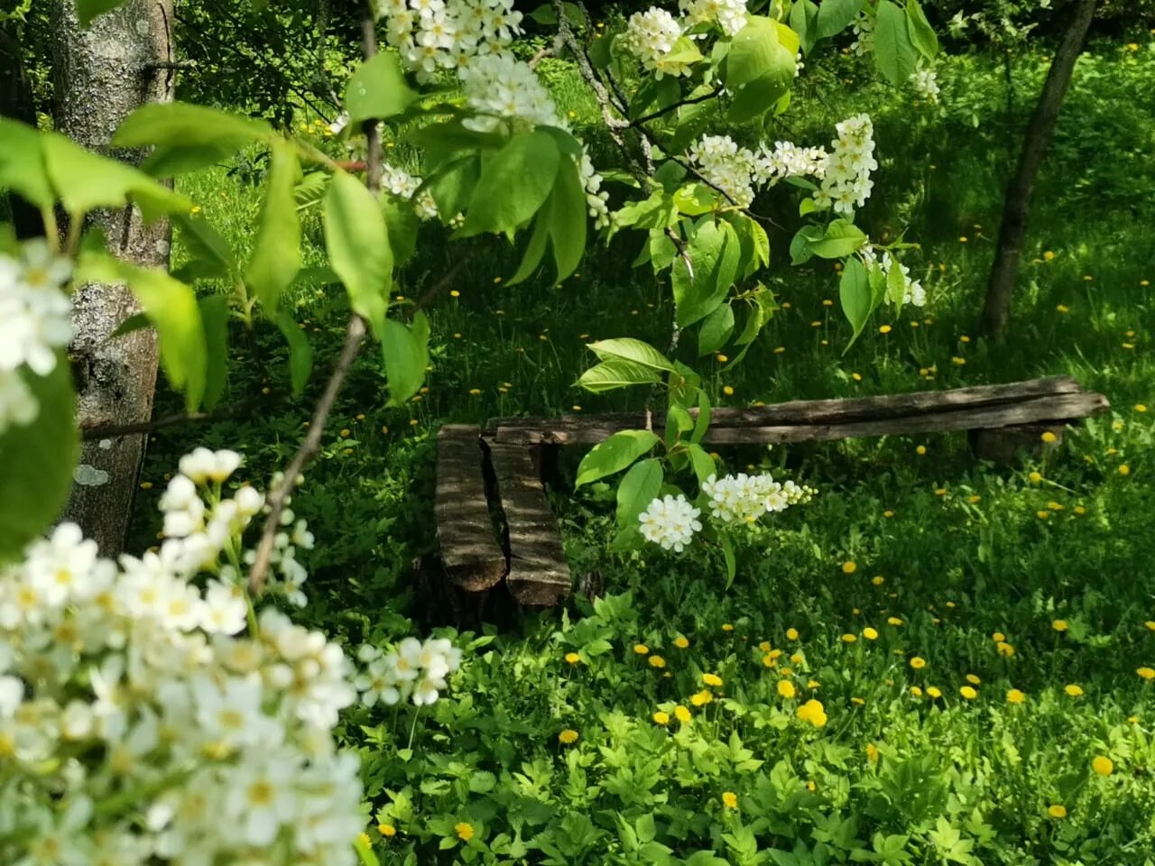 Пара в весеннем саду. Черемуха в саду. Песню расцвела черемуха в саду. Черемуха черная цветение. Черемуха и яблоня.
