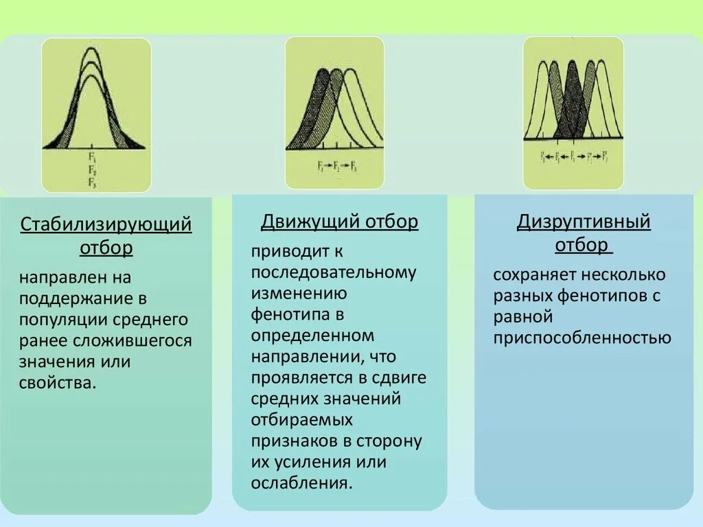 Сохранение фенотипа особей