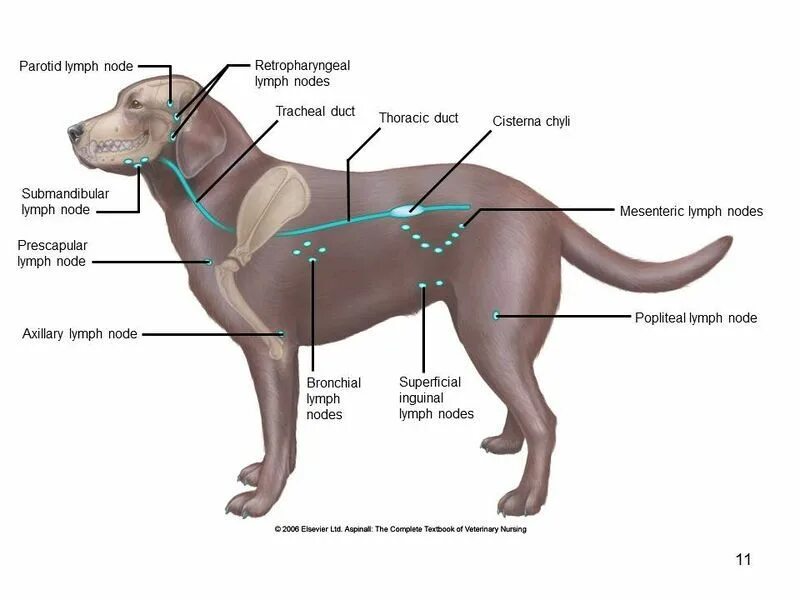 File:Aspinall Slide11.JPG Thoracic duct, Veterinary, Thoracic