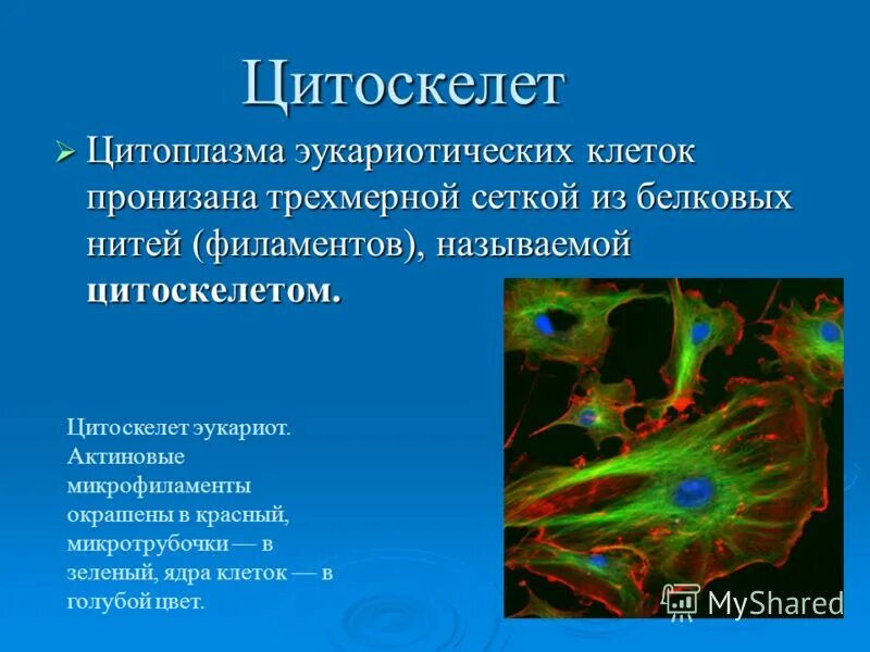 Цитоскелет клетки органоид. Цитоскелет микрофиламенты. Цитоскелет функции. Строение органоида цитоскелет. Цитоскелет нейрона микротрубочки микрофиламенты.