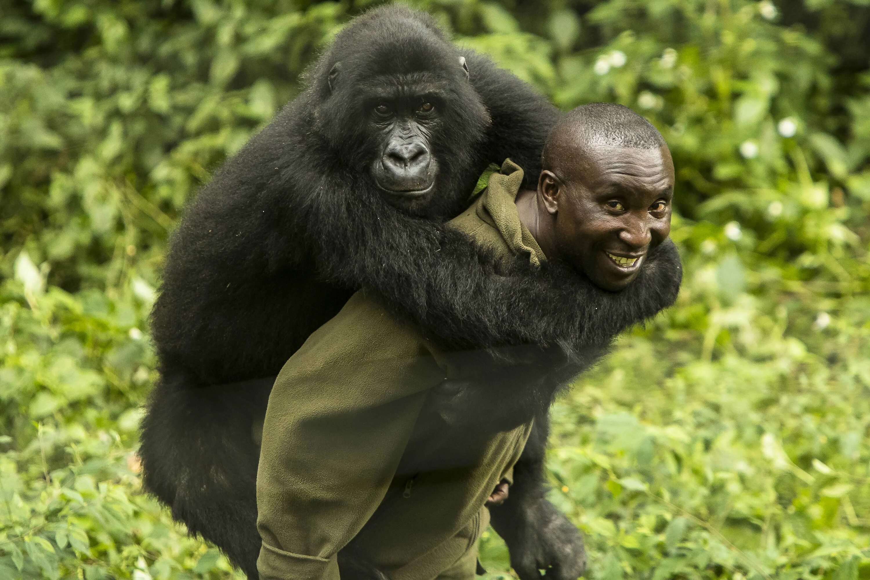 Если хотите стать сильными детки тетя горилла. Обезьяна. Обезьяна горилла. Горилла и шимпанзе. Две гориллы.