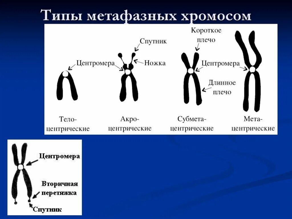 Какую форму имеет хромосома. Типы метафазных хромосом человека. Схема строения метафазной хромосомы. Типы метафазных хромосом схема. Схема строения метафазной хромосомы и типы хромосом.
