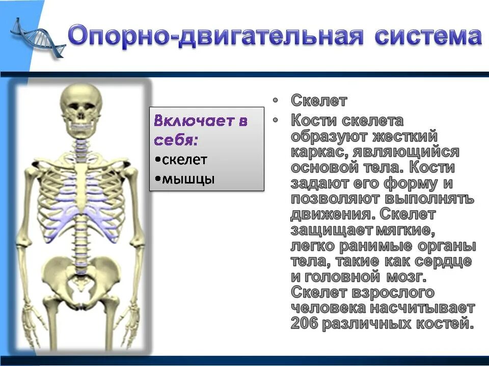 Строение скелета опорно двигательная система. Скелет и органы движения. Скелет и органы движения. Скелет опорно двигательная система 3 класс. Опорно двигательная система функции скелета и мышц.