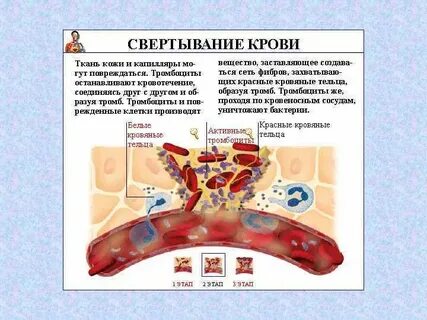 Кроветворение в организме
