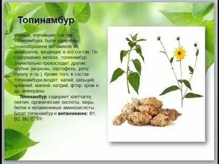 Груша топинамбур полезные свойства