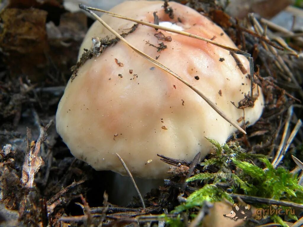 Грибы белые грибы шляпочные грибы. Гриб с белой шляпкой. Белый гриб с белой шляпкой. Ножка белого гриба. Белые пластинчатые грибы.