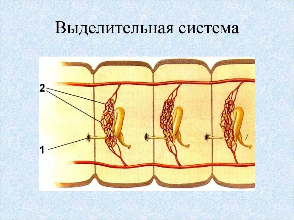 Органы выделительной системы червя. Выделительная система метанефридии. Метанефридии кольчатых червей червей. Многощетинковые черви выделительная система. Кольчатые черви строение метанефридии.