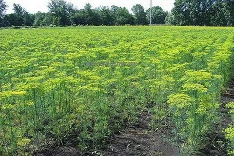 Не росло укроп причины