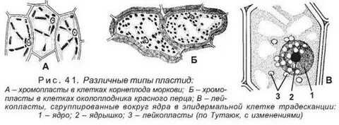 Строение клетки плода рябины
