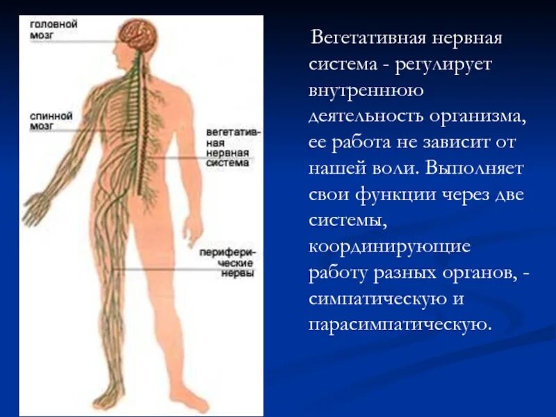 Вегетативные нужны для. Вегетативнаянерваня система. Вегетативная нервная система человека. Вегетативная система. Вегетативная нервная система регулирует.