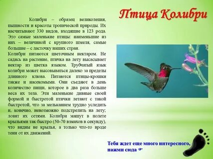 Колибри род мужской