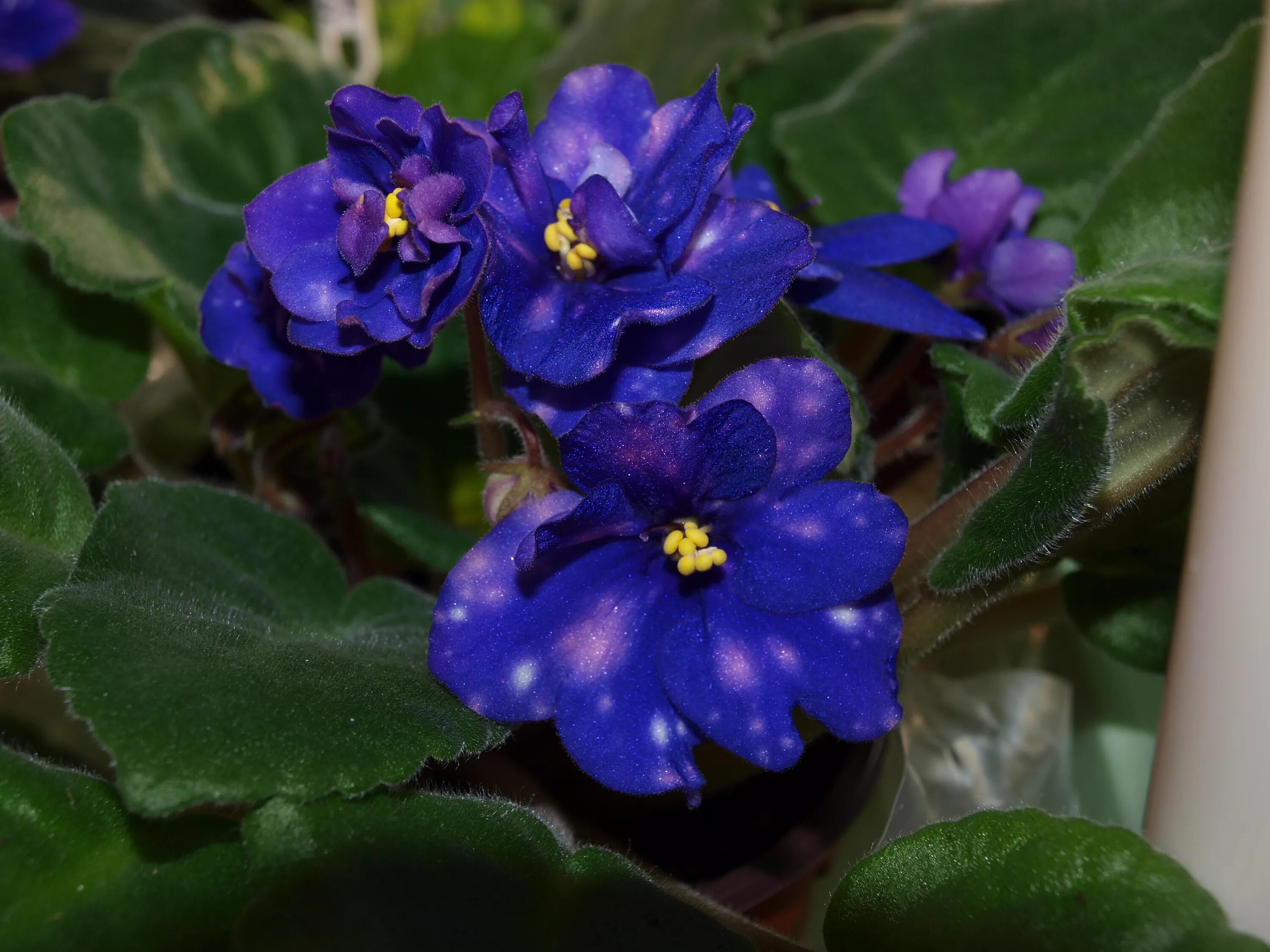 Сорта фиалок макуни. Фиалки макуни. Фиалки макуни. Фиалка макуни. Фиалка ах настасья.