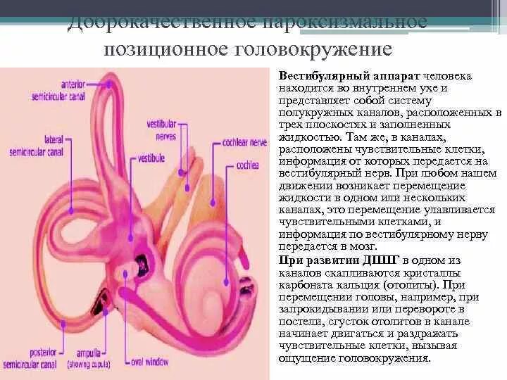Вестибулярные нарушения лечение. Внутреннее ухо отолитовый аппарат. Строение внутреннего уха шарики. Вестибулярный аппарат внутреннего уха строение нарушения. Вестибулярный аппарат отолитовый аппарат.