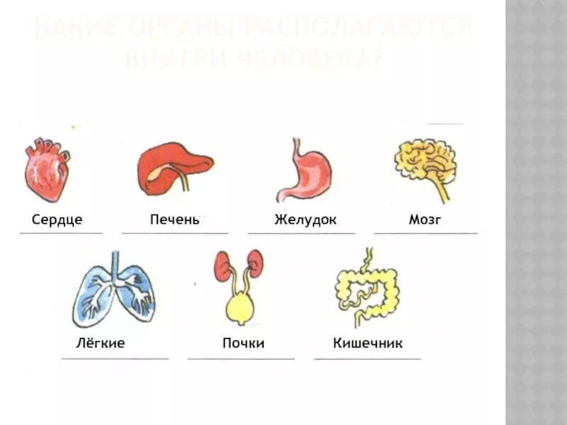 Органы человека легкие и сердце.