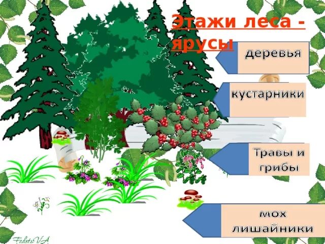 Представлены только деревьями и кустарниками
