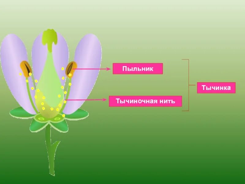 Две главные части цветка. Пыльник тычиночная нить рыльце. Строение цветка. Строение тычинки. Пыльник тычинки.