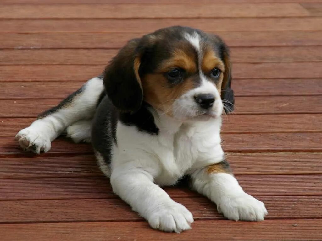 как выбрать собаку. бетховен много щенков. лабрадор ретривер. какого щенка лучше. какого щенка лучше.