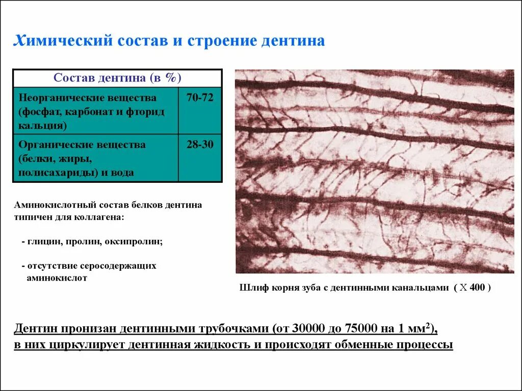 Химический состав ткани организма. Гистологическое строение дентина. химический состав дентина зуба. строение и состав дентина.