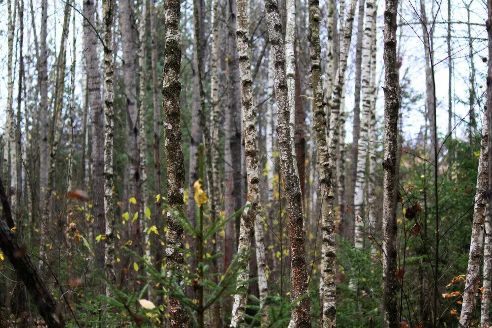 Какие леса встречаются на территории. Подмосковные леса. Смешанный лес Белозерский район. Деревья смешанных лесов Псковской области. Смешанные леса Кишерть.