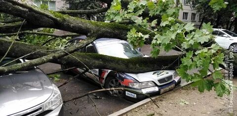 Дерево гомель