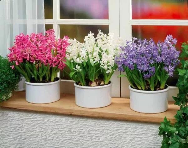 Цветок гиацинт микс. Гиацинт можно ли в квартире. Гиацинт d7 h10. Луковичные комнатные цветы гиацинт. Горшечный гиацинт d7 h10.