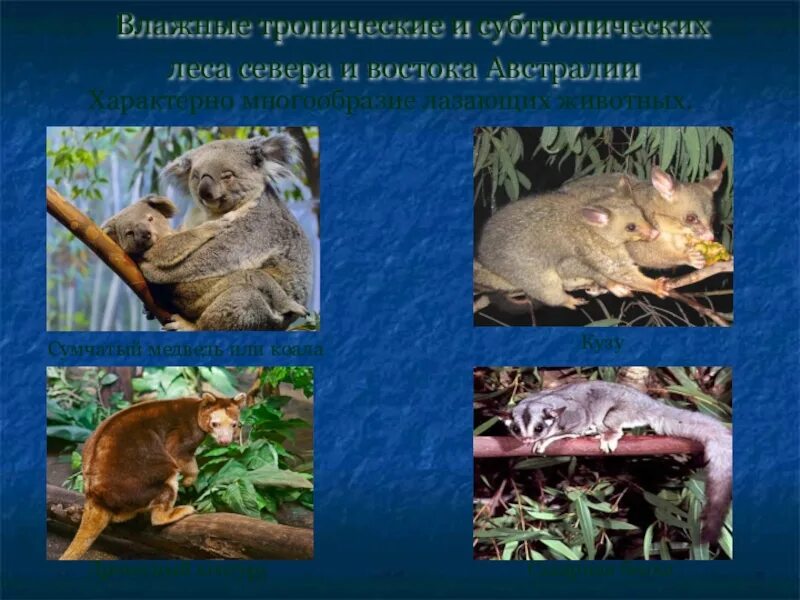 Обитатели и растения влажных тропических лесов. Daintree rainforest австралия. Тропический лес австралии. Животные гвинеи. Древесный кенгуру гудфеллоу.