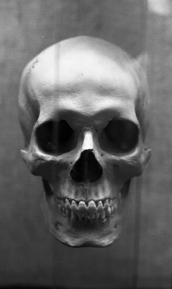 Jonathan Rush - Human Skull Study in 2021 Skull, Human skull, Human