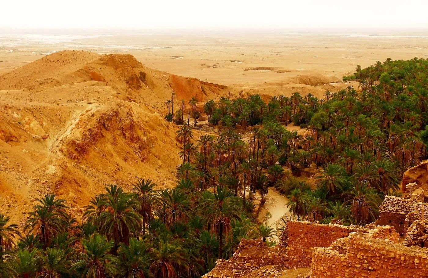 Деревья оазиса. Оазис в Тунисе. Тунис Оазис в пустыне. Оазис в пустыне Африки. Оазис Эль Голеа Алжир.