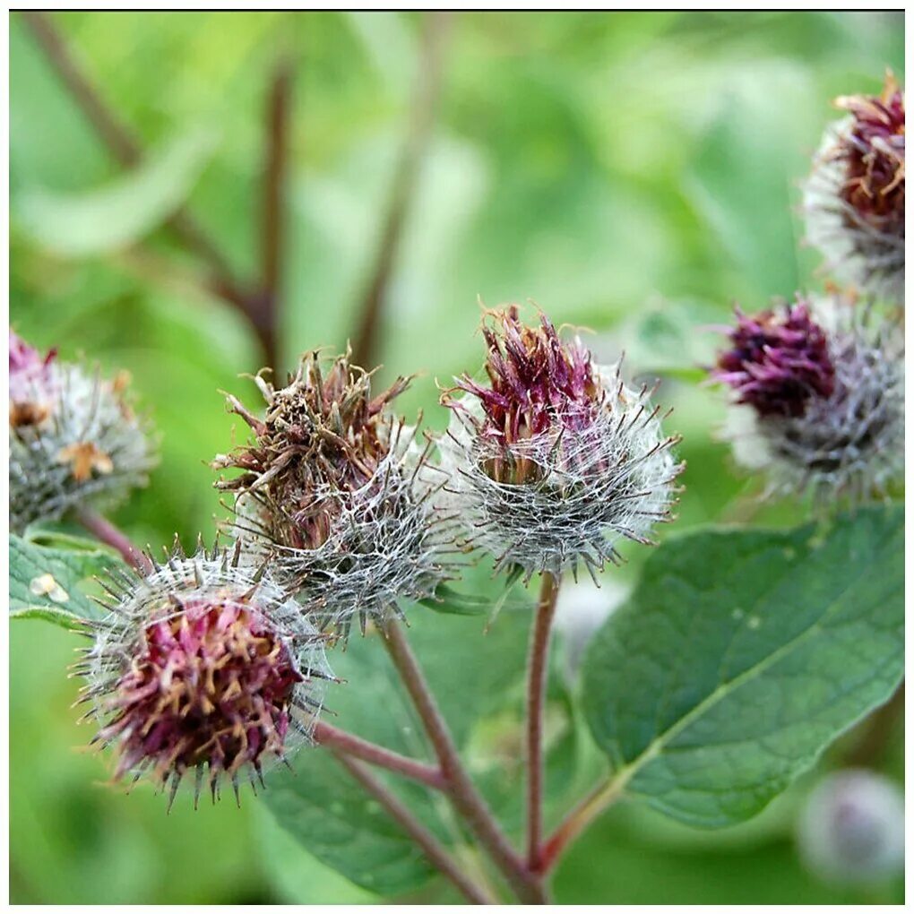 Белый лопух. Лопух большой (лат. Arctium Lappa). Белокопытник белый. Семена репейника. Репейник Киржач.