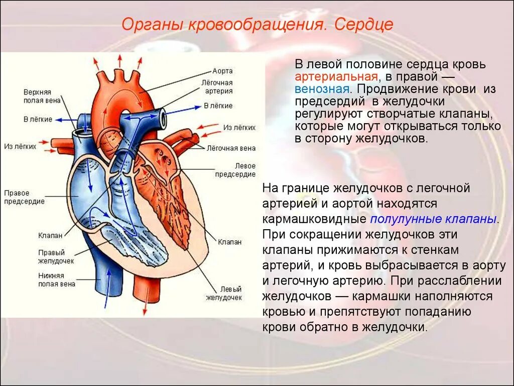 Между правыми предсердием и желудочком находится клапан. Из сердца венозная кровь поступает в лёгкие. Сердце человека венозная и артериальная кровь. Строение сердца и сосудов человека схема расположения. Артерии и вены сердца гемодинамика.