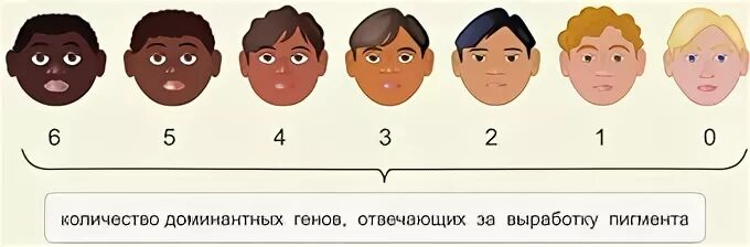 Наследование цвета кожи у человека. Полимерия наследование цвета кожи. Полимерия цвет кожи у человека. Генетика цвета кожи человека.